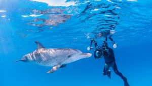 By Melissa Smith July 18, 2021 It’s not every dive