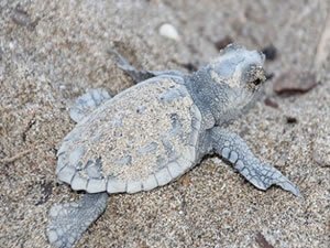Antalya’da deniz kaplumbağalarının korunması ve varlıklarının gelecek nesillere aktarılmasının sağlanması