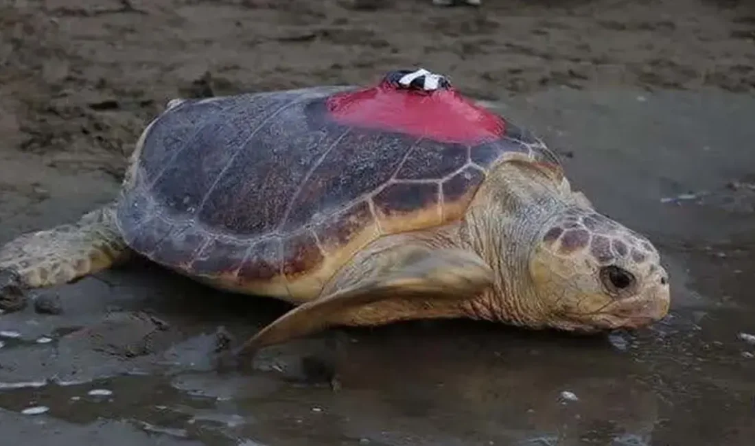 Muğla'da 2019'da uydu takip cihazı takılarak denize bırakılan caretta caretta