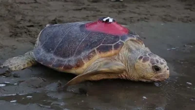 Muğla'da 2019'da uydu takip cihazı takılarak denize bırakılan caretta caretta
