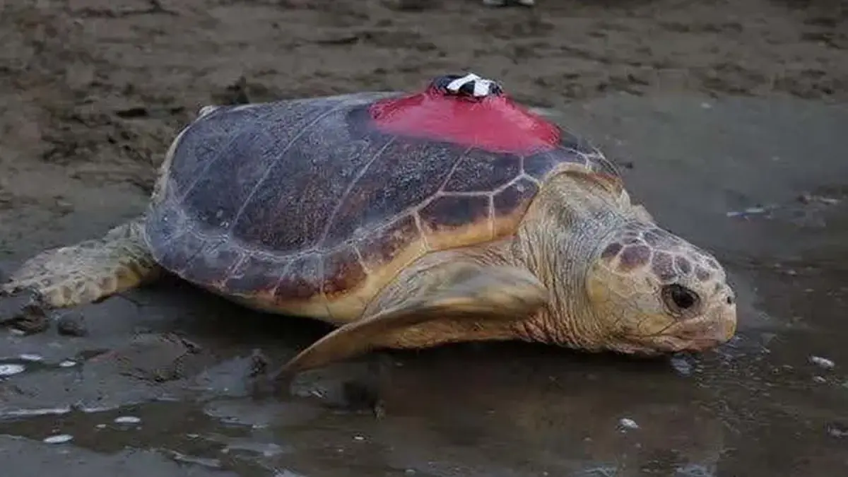 Muğla'da 2019'da uydu takip cihazı takılarak denize bırakılan caretta caretta
