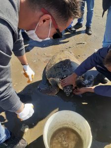 Adana’da nesli tükenme tehlikesi altında olan caretta caretta, Karataş ilçesi
