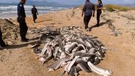 Güney Afrika’da başları kesilmiş onlarca yavru köpek balığı bulunduğu öğrenildi. Güney Afrika’nın başkenti Cape Town’un Strandfontein Plajı’nda başları, kuyrukları ve yüzgeçleri kesilmiş halde onlarca yavru köpek balığı bulundu. Yetkililer, olayı soruştururken yavru köpek balıklarının henüz bebek olduklarını ve derin sularda […]