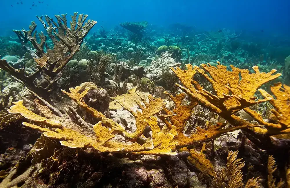 By Mark ‘Crowley’ Russell A new programme to exchange coral