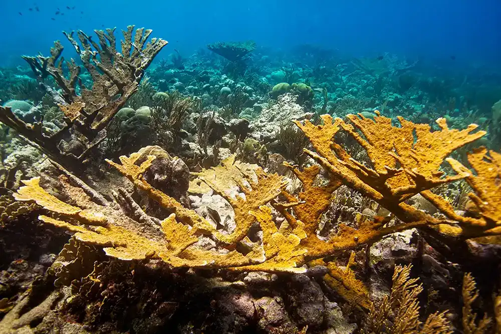 Caribbean coral larvae exchange programme aims to increase genetic diversity By Mark ‘Crowley’ Russell A new programme to exchange coral