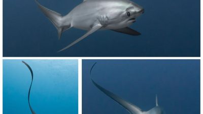 one of the ocean’s most curious and protected creatures, known
