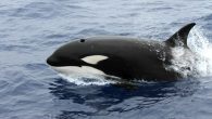Marine scientists have released new findings into why orcas are drawn to deep-sea canyons off West Australia’s south coast. The Great Southern region’s bountiful whale population has delighted scientists and tourist alike, and is one of the few places in […]