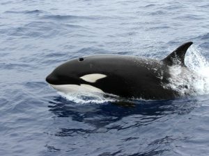 Marine scientists have released new findings into why orcas are