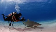 Many wildlife tourism operators are safe and conscientious, but some use practices that risk harming sharks and humans alike. Fortunately, it’s usually pretty easy to tell the difference. By David Shiffman In this edition of Ask a Marine Biologist, Dr. […]