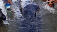 LEGAZPI CITY—A Bryde’s whale (Balaenoptera brydei) was stranded and rescued on Monday by residents of Rawis village in Donsol, police and conservation experts, according to the World Wide Fund for Nature (formerly World Wildlife Fund) Donsol Integrated Conservation Project. Manuel […]