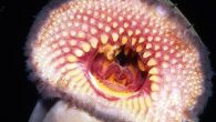 By Jessica Schremmer and Anita Ward A jawless blood-sucking eel-like fish has surfaced in record numbers in the River Murray system, a new monitoring program has found. Ninety-one pouched lamprey and four short-headed lamprey were recorded migrating up from South […]