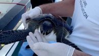 Ölüdeniz’de misinaya bağlı pet şişesine dolanmış olarak bulunan deniz kaplumbağası kurtarıldı. Berrak adı verilen henüz 3 kg ağırlığındaki kaplumbağa gözlem altında tutuluyor. Fethiye Ölüdeniz’de misinaya bağlı pet şişesine dolanmış olarak bulunan küçük yeşil deniz kaplumbağası (Chelonia mydas) AYS Extreme Su […]