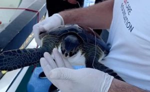 Ölüdeniz’de misinaya bağlı pet şişesine dolanmış olarak bulunan deniz kaplumbağası