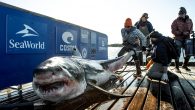 A tagged juvenile female great white shark named Martha has reached the New Jersey coast. The shark, which at 7 feet, 184 pounds is just a small version of the ocean’s apex predator, pinged Sunday at 11:31 p.m. far offshore […]