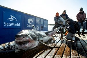 A tagged juvenile female great white shark named Martha has