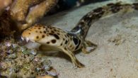 Scientists have recently discovered four new species of sharks that use their fins as feet to walk across coral reefs, rocks and seagrass beds. New species of walking shark found in Indonesia Four new species of tropical sharks that use […]