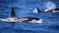 By Georgie Burgess If you’ve seen a killer whale in Australia’s eastern waters, you are one of the lucky few. The apex predators remain elusive to researchers, and little is known about them. “You can’t protect what you don’t understand,” […]