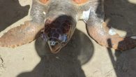 Aydın’ın Kuşadası İlçesi’nde, Caretta Caretta cinsi ölü bir deniz kaplumbağası sahile vurdu. Kuşadası’nın dünyaca ünlü Kadınlar Plajı’na ölü deniz kaplumbağası sahile vurdu. Dalgaların etkisiyle sahile kadar sürüklenen Caretta Caretta’yı kıyıya çıkaran Kuşadası ve havalisi çevre koruma derneği başkanı Mustafa Kemal […]