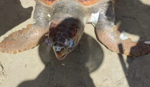 Aydın’ın Kuşadası İlçesi’nde, Caretta Caretta cinsi ölü bir deniz kaplumbağası