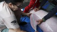 Veterinarian Rodrigo de Souza Amaral and biologist Diogo Alexandre de Souza from Amazonian aquatic mammals project, measure a baby of Amazon River Dolphin also known as Pink Dolphin at the Mamiraua reserve in Uarini, Amazonas state, Brazil January 20, 2020. […]