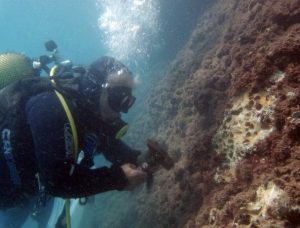 Antalya Körfezi’nde denizin temiz kalmasındaki etkenlerin başında, falezlerdeki kaya midyelerinin