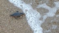 Manavgat sahillerinde yılın ilk caretta yavruları denizle buluştu. Kendi başlarına yuvadan çıkamayan 23 adet yavru, törenle denize bırakıldı. Manavgat Boğaz mevkiinde Deniz Kaplumbağaları Akdeniz Foku Kum Zambakları Koruma ve Yaşatma Derneği tarafından düzenlenen etkinliğe Manavgat Kaymakamı Mustafa Yiğit, İlçe Jandarma […]