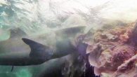 Sharks eating whales isn’t exactly new- it’s the circle of life, after all. But to date, white shark (Carcharodon carcharias) feeding events involving large whales have largely been described only in terms of observed scavenging events. Surprisingly, the legendary great […]