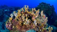 The Gulf of Mexico’s largest coral sanctuary is set to nearly triple in size Flower Garden Banks National Marine Sanctuary will be expanded from 56 square miles to roughly 160 square miles following approval from the U.S. government earlier this […]