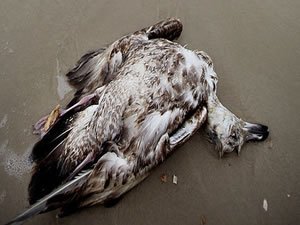 Yapılan bir araştırmada Kuzey Pasifik’te okyanusta oluşan dev sıcak su