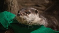 It is suspected that the otters may have acquired the infection from an asymptomatic staff member, the aquarium said. ATLANTA — They had many of the same symptoms humans have when they are diagnosed with COVID-19, and it turns out […]