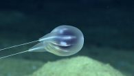 In a first-of-its-kind identification, scientists recently discovered a new species of jellyfish after observing it purely via high-definition video footage. Using a remotely operated vehicle, scientists spotted a small, gelatinous blob in an underwater canyon near Puerto Rico in 2015. […]