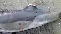 Sakarya’nın Kocaali ilçesinde kıyıya vuran yunuslara ateş edildiği öğrenildi. Edinilen bilgilere göre, Kocaali sahilinde yürüyüş yapan bir vatandaş yunusun karaya vurduğunu gördü. Yunusun yanına giden kişi vücuduna çok sayıda kurşun isabet ettiğini gördü. Cep telefonu kamerasıyla karaya vuran yunusu kaydeden […]