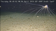 Australian scientists were left in awe after the discovery of a field of floating “translucent pom-poms” made up of hundreds of rare marine creatures never before seen in WA waters. Dr Karen Miller, a marine biologist at the Australian Institute […]