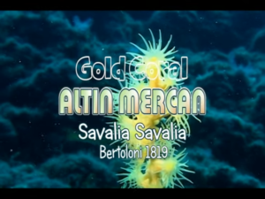 Genellikle altın mercan olarak bilinen Savalia savaglia, Parazoanthidae ailesindeki bir