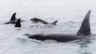 By: Sophie Trigger A pod of orcas present in the Pāuatahanui inlet since Saturday morning appear to have left the area, reports Whale Rescue. The pod of seven had been in the inlet since the weekend, but Whale Rescue’s Dr […]