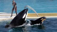 France’s environment minister has announced a gradual ban on using wild animals in traveling circuses, on keeping dolphins and killer whales in captivity in marine parks and on raising mink on fur farms. Barbara Pompili, France’s minister of ecological transition, […]