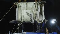 Mystic Aquarium says that a second of the five beluga whales it imported in May from a marine park in Canada is in failing health. Tuesday night’s revelation comes three weeks after a male beluga, who was also part of […]