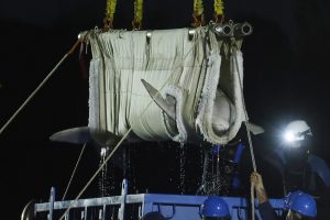 Mystic Aquarium says that a second of the five beluga