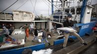 Above: Fishing boat captain Nick Haworth, right, carries tuna to a dock for sale Friday, March 20, 2020, in San Diego. Haworth came home to California after weeks at sea to find a state all but shuttered due to coronavirus […]