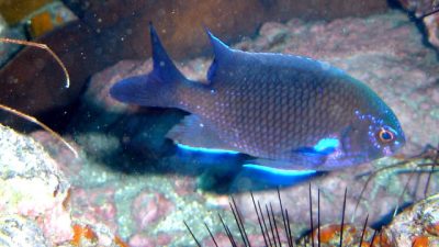 To most divers, fish appear as mobile, transient residents of