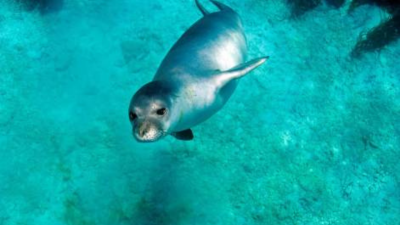 Dünya genelinde sayıları yüzlerle ifade edilen ama deniz ekosistemi için