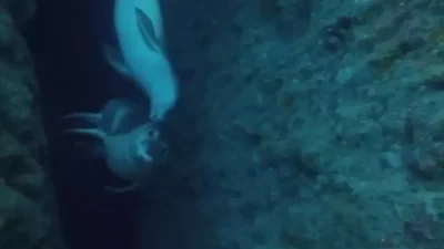 Antalya Gazipaşa’da, turistlere nesli tehlike altındaki Akdeniz foklarının yaşam alanı