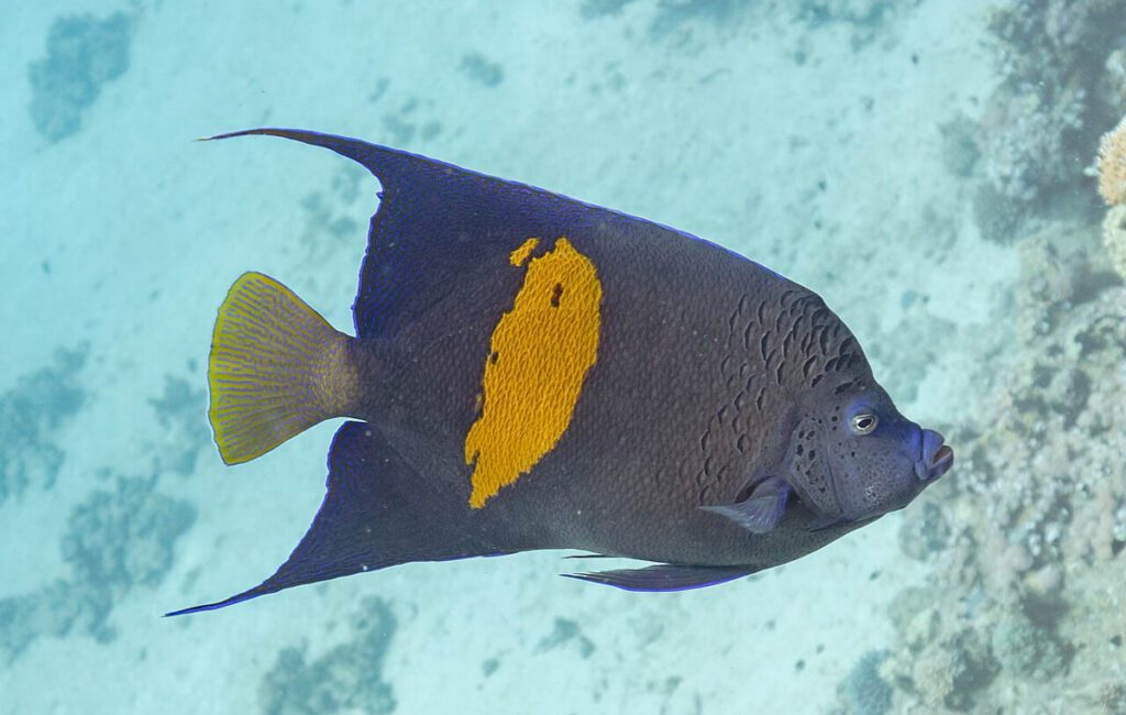 Scientists investigating the appearance of a non-native yellowbar angelfish in