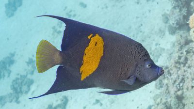 Scientists investigating the appearance of a non-native yellowbar angelfish in