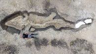 The 33-foot creature swam freely more than 180 million years ago. By Melissa Smith youtubeembedcode.com/pl/ vem uppfann schack A roughly 33-foot fossil of a 180-million-year-old ichthyosaur was recently discovered in the U.K. Ichthyosaurs were marine reptiles with dolphin-like bodies that […]