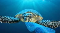 Deniz kaplumbağalarındaki plastik varlığının incelendiği araştırmaya göre bir zamanlar gelişimleri için ideal yaşam alanını sağlayan okyanuslar artık yavru kaplumbağalar için risk oluşturuyor. Yeni yapılan bir araştırmada yavru deniz kaplumbağalarının büyük miktarlarda plastik yuttuğu ve okyanus kirliliğinin, bir zamanlar gelişimleri için […]