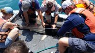 By Melissa Gaskill July 13, 2021 I’m peering off the back of the R/V Bellows, the Florida Institute of Oceanography’s research ship, standing with a team of scientists from the Institute and Mote’s Center for Shark Research. We’re fishing for […]