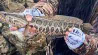 Casting out her line into a tributary on the Pamunkey Reservation, avid angler Desiree Nuckols was hoping she’d reel in a big fish wading in the cool water. Tugging hard on her pole, she had expected to find a small […]