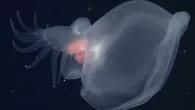 The newly described deep-sea nudibranch Bathydevius caudactylus (Image: Bruce Robison; Steven Haddock/MBARI) By Mark ‘Crowley’ Russell Researchers at the Monterey Bay Aquarium Research Institute (MBARI) have discovered a new species of nudibranch – named Bathydevius caudactylus – swimming in the […]