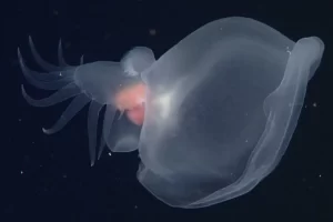 The newly described deep-sea nudibranch Bathydevius caudactylus (Image: Bruce Robison;